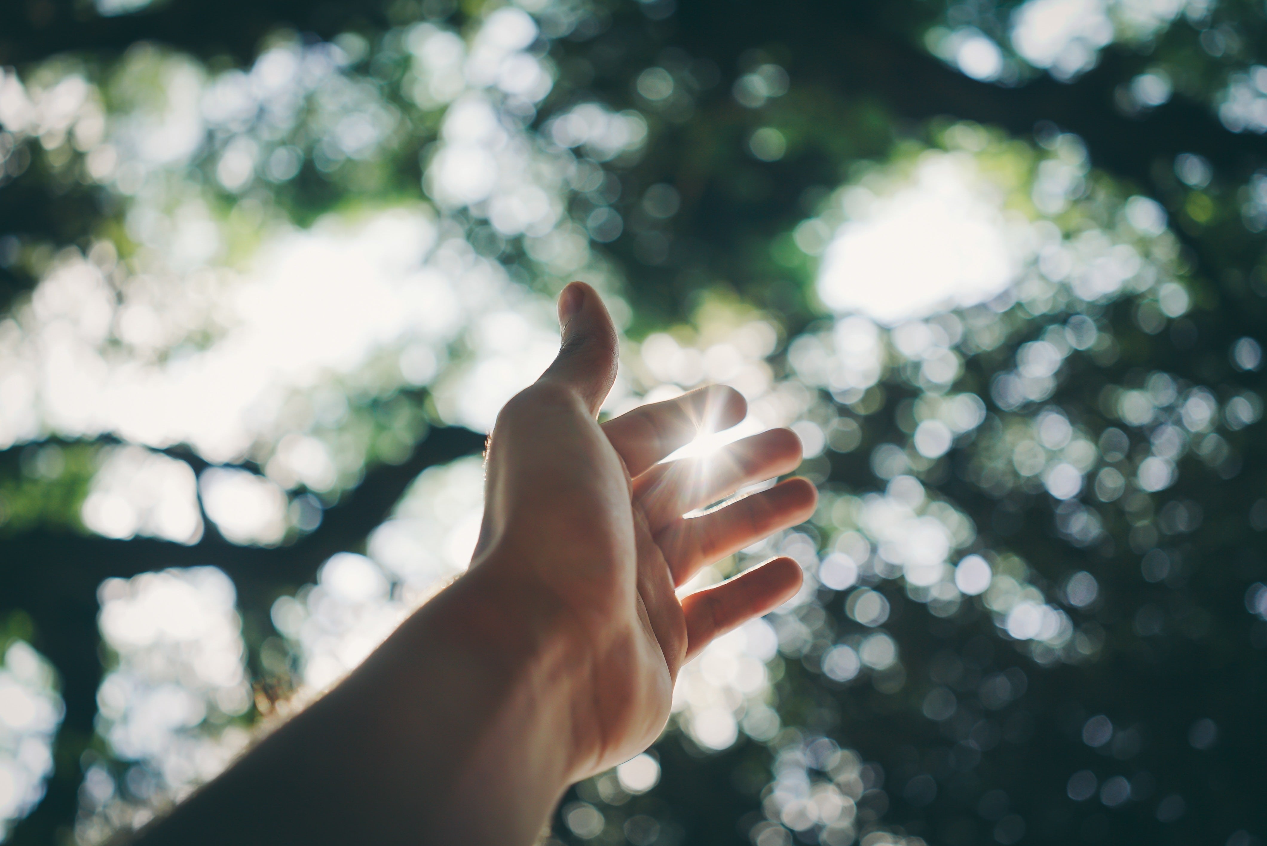 Outstretched hand with sunlight and trees