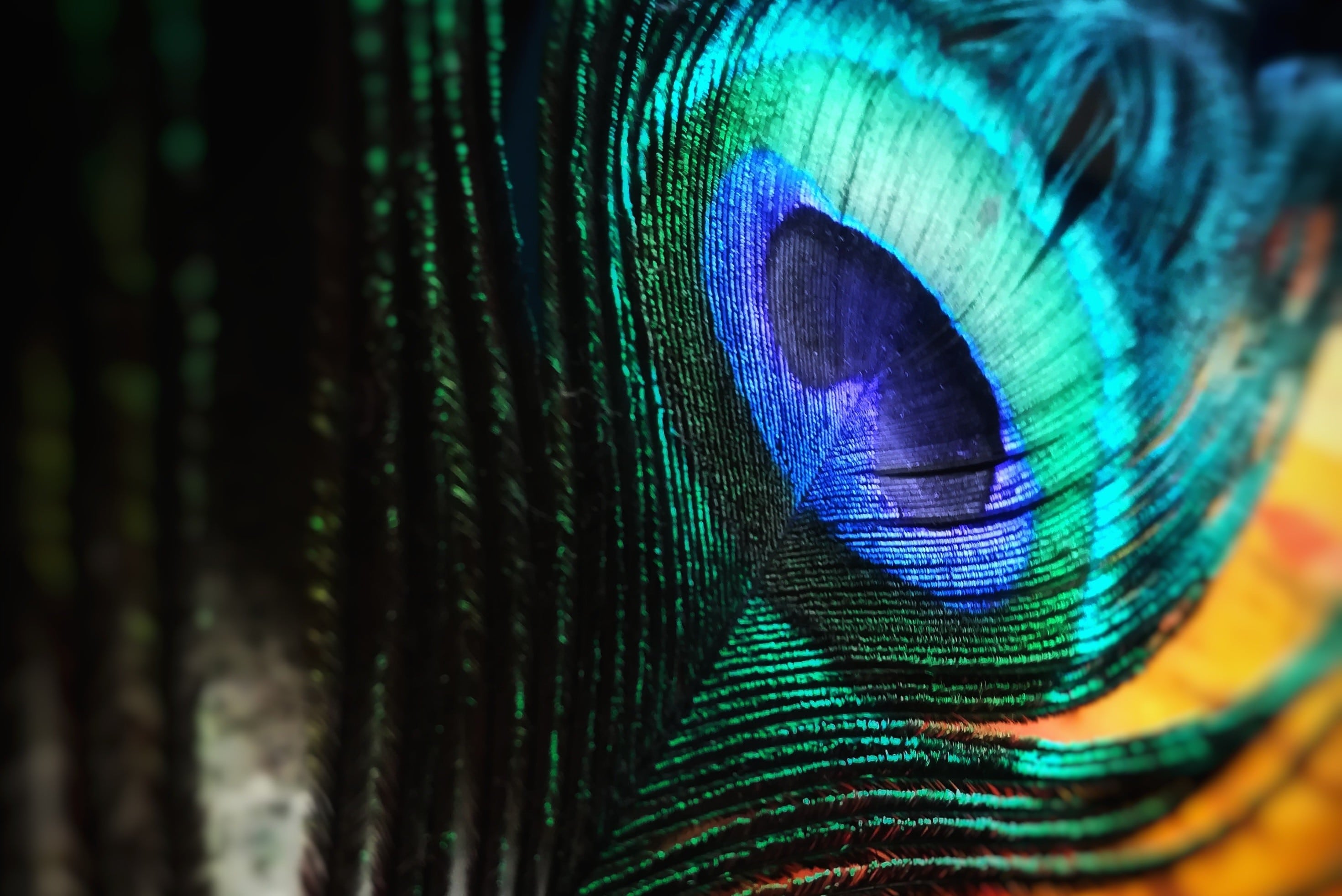 Detail of peacock feather